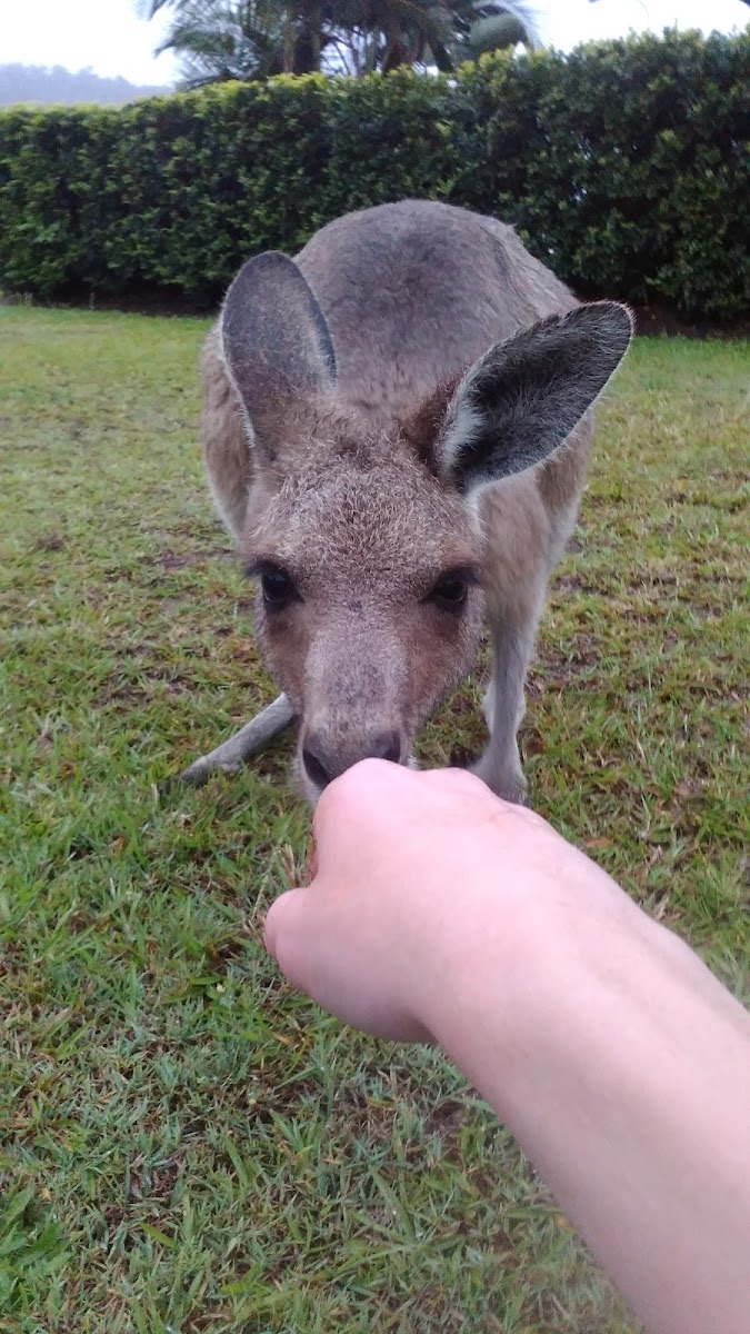 Yamba-Maclean Auto Centre